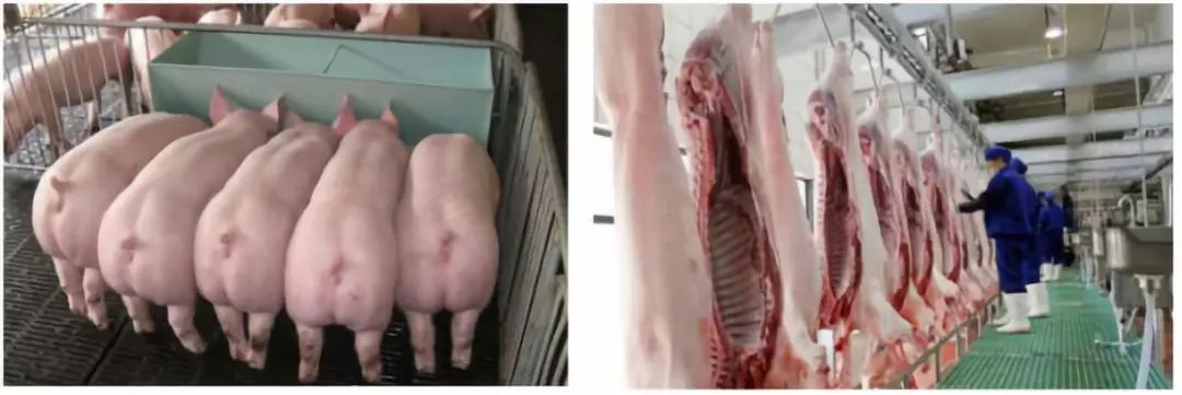 豬肉烘干 豬肉烘干