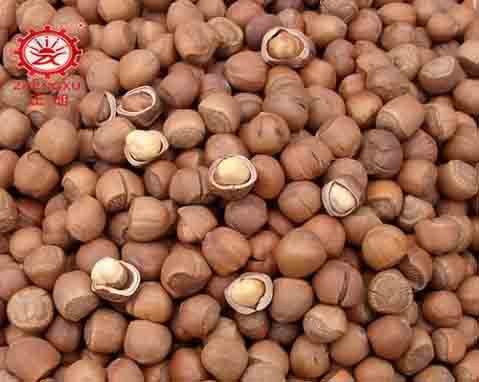 正旭榛子烘干工藝及烘干設備 正旭榛子烘干工藝及烘干設備