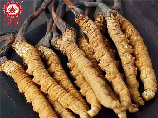 蟲(chóng)草可以放微波爐烘干嗎 蟲(chóng)草可以放微波爐烘干嗎