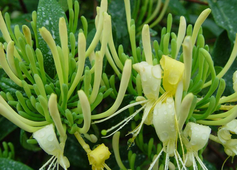 怎么避免金銀花烘干發(fā)黑？烘干廠家教你五招「不發(fā)黑」