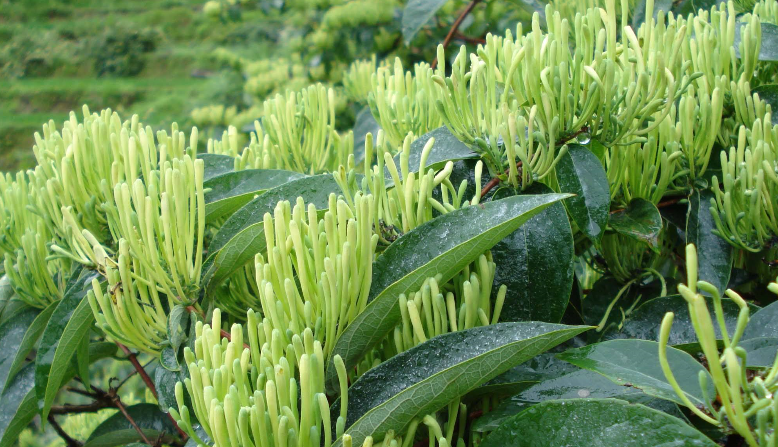 金銀花烘干時間和溫度?專家「烘干技術」大揭曉 金銀花烘干時間和溫度?專家「烘干技術」大揭曉