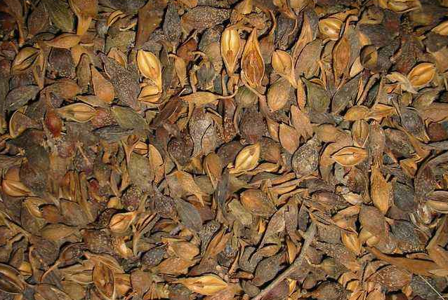 熱泵烘干連翹所需要的溫度是多少呢?專業(yè)「烘干廠家」告訴你 熱泵烘干連翹所需要的溫度是多少呢?專業(yè)「烘干廠家」告訴你